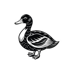 duck isolated on white background