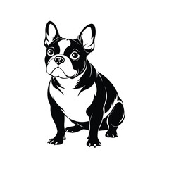 black and white bull dog