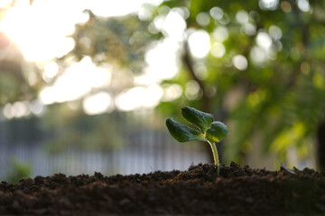 Small sprout growing macro plant closeup