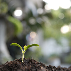 Small sprout growing macro plant closeup