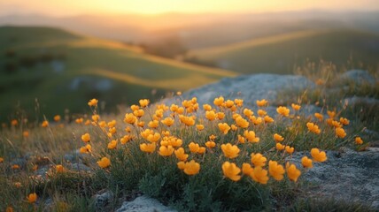 Fototapeta premium Vibrant Yellow Wildflowers at Sunset on a Hillside