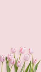pink tulips border