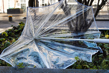 Broken wet transparent umbrella abandoned in an urban planter. Discarded clear umbrella in rain...