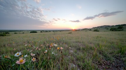 Sunrise over prairie wildflowers