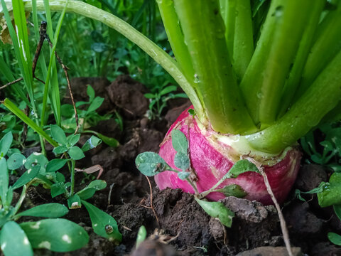 Organic turnip, shalgam grow in Indian agriculture farm 