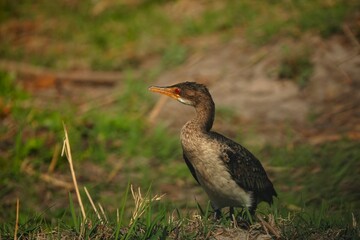 Reed cormorant (Microcarbo africanus) at the Cuando river, Caprivi region, Namibia.