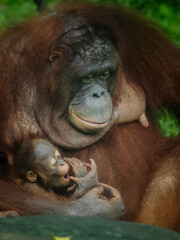 A mother orangutan lovingly cradles her baby, their gentle embrace a testament to the enduring bond between parent and child, 13 February 2025 Indonesia