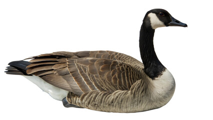 Obraz premium Goose. 