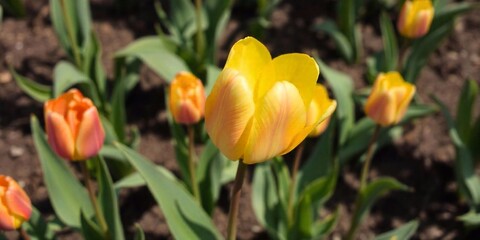 yellow tulips and red tulips