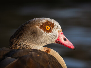 Egyptian Goose Portrait Striking Gaze in Golden Light