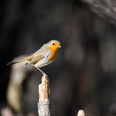 Pettirosso