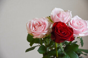 ピンクと赤のばら