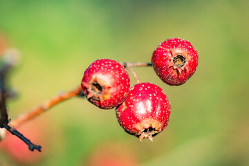 Obraz premium The hawthorn tree is covered with ripe red hawthorn fruits, creating a scene of abundant hawthorn harvest