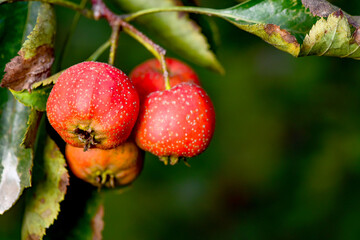 The hawthorn tree is covered with ripe red hawthorn fruits, creating a scene of abundant hawthorn harvest
