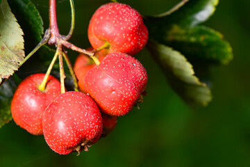 The hawthorn tree is covered with ripe red hawthorn fruits, creating a scene of abundant hawthorn harvest