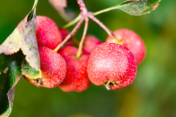 The hawthorn tree is covered with ripe red hawthorn fruits, creating a scene of abundant hawthorn harvest