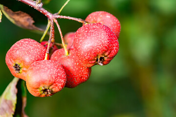 The hawthorn tree is covered with ripe red hawthorn fruits, creating a scene of abundant hawthorn harvest