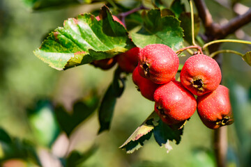 The hawthorn tree is covered with ripe red hawthorn fruits, creating a scene of abundant hawthorn harvest