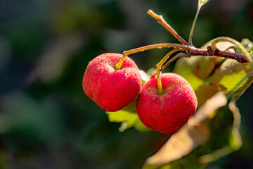 The hawthorn tree is covered with ripe red hawthorn fruits, creating a scene of abundant hawthorn harvest