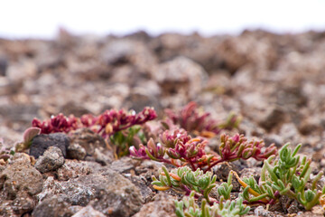 Detailaufnahme von Pflanzen auf felsigem Boden. Nahaufnahme von kleinen Pflanzen, die auf einem felsigen Untergrund wachsen. Raue Steinstruktur, zarten, grünen und rötlichen Sukkulenten schafft Textur