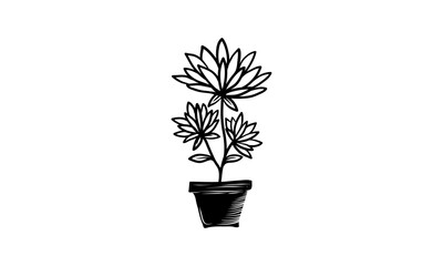 black and white ornamental flower plants