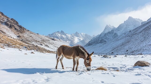 Donkey or Mule walking find food on ground when snowing at Zingral Changla Pass to Leh Ladakh on Himalaya mountain in Jammu and Kashmir, India