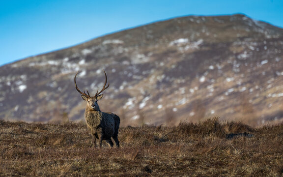 Red deer stag in the Scottish highlands