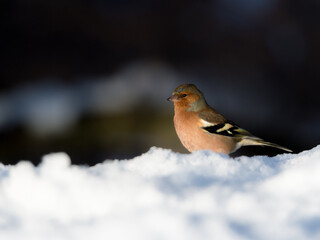 Fringuello (maschio)