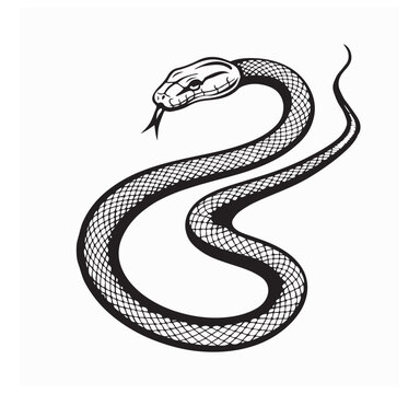 Snakes Reptile  image  vector. Black hand drawn snake silhouette on white background. 