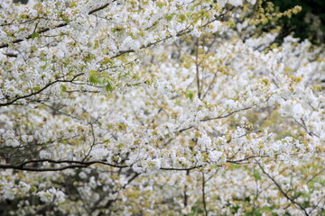 満開のオオシマザクラ