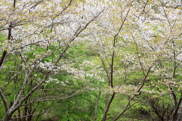 満開のオオシマザクラ