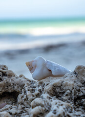 White seashell on Paje beach