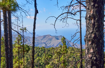 Blick über den Tamadaba-Naturpark auf den Teide.  Ausblick vom Tamadaba-Naturpark auf Gran Canaria...