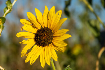 Sunflower and blue sky
