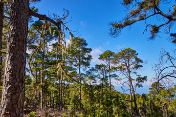 Blick über den Tamadaba-Naturpark auf den Teide.  Ausblick vom Tamadaba-Naturpark auf Gran Canaria...