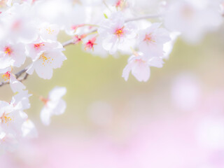 桜の花のある風景。まばゆい逆光に照らされてふんわりとボケた様子。