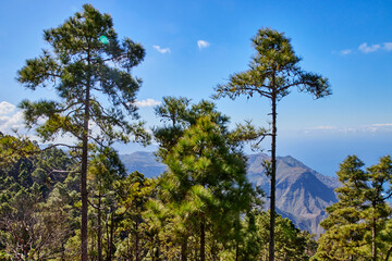 Blick über den Tamadaba-Naturpark auf den Teide.  Ausblick vom Tamadaba-Naturpark auf Gran Canaria...
