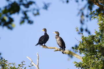 a pair of cormorants on a branch, cormorants on a tree, large birds with turquoise eyes framed by green leaves and a blue sky