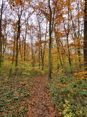 Fototapeta premium Autumn landscape forest orange colors