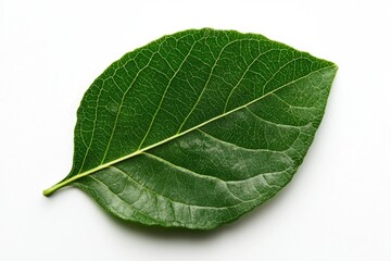 Obraz premium Close-up of a single healthy green leaf