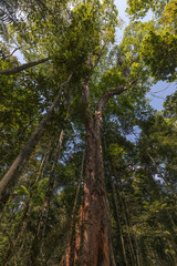 Obraz premium Dense amazonian forest. Dinizia excelsa is a South American canopy emergent tropical rainforest tree species in the family Fabaceae, native to Brazil.