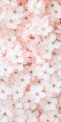 Pink Sakura Cherry Blossoms Spring Floral Wedding Background Photo of Cherry blossom flowers Macro shot of sakura in full bloom spring wedding flowers wallpaper