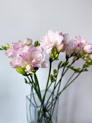 Fototapeta premium Blooming pink white freesias decorative flower plant isolated on white background, floral wallpaper background with pink freesias 