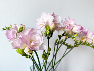 Blooming pink white freesias decorative flower plant isolated on white background, floral wallpaper background with pink freesias	