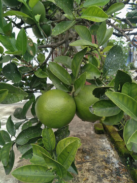 Green oranges on the tree ready for harvest