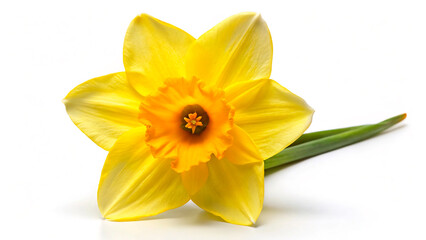 daffodil on white