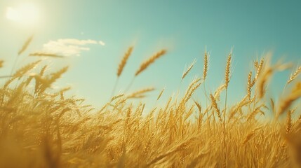 Golden Wheat Field Under a Sunny Sky