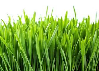Obraz premium Macro view of a fresh green grass border; digital art.
