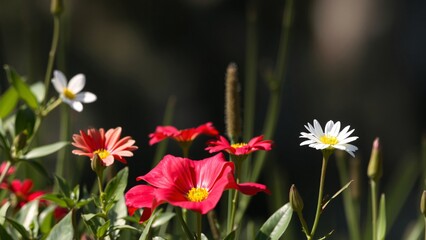 Vibrant Red and White Flowers in a Summer Garden