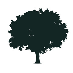 Fototapeta premium Tree Silhouette